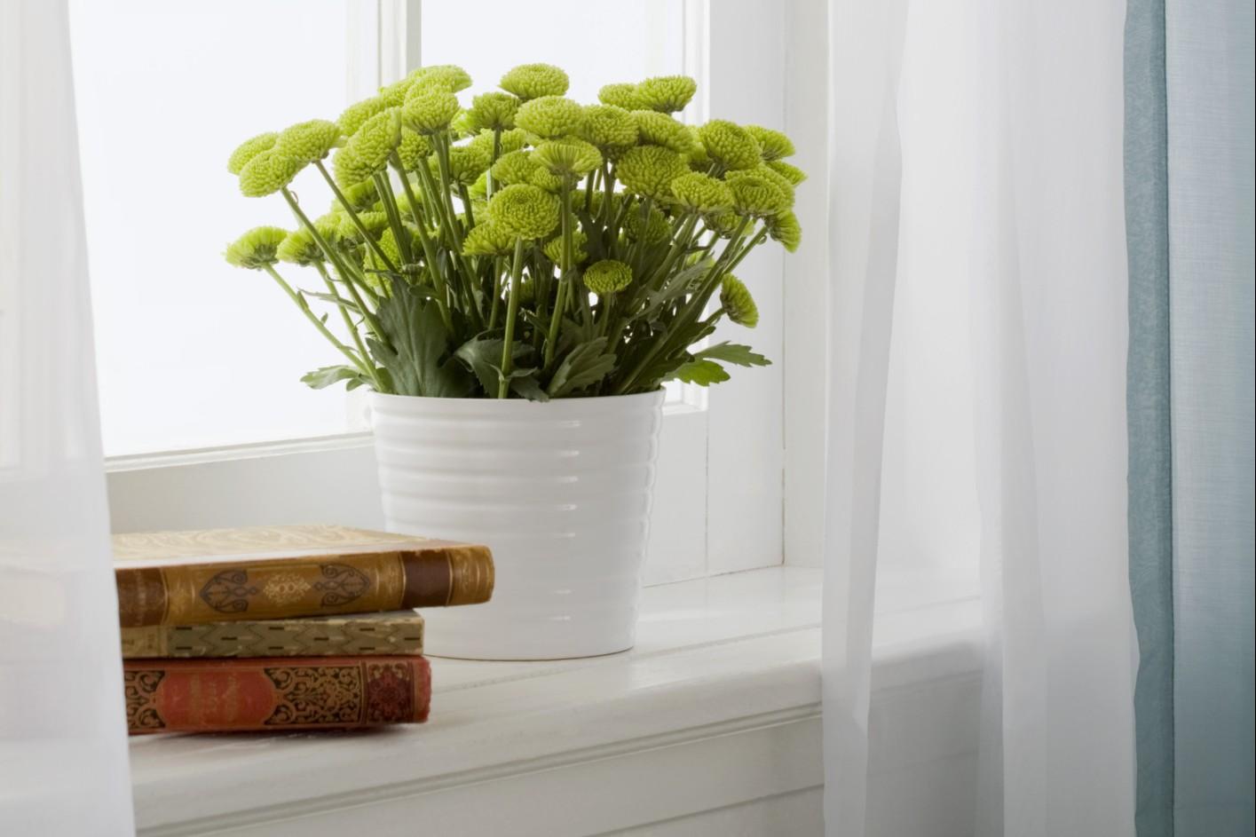 Arredare con piante da interno ~ nateeja.co = una collezione di ... Arredare con le piante da interno