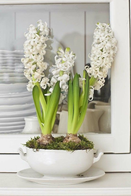 Fiori Gialli Con Bulbi : Fiori gialli : Fiori gialli, i più belli per dare luce al giardino e al.