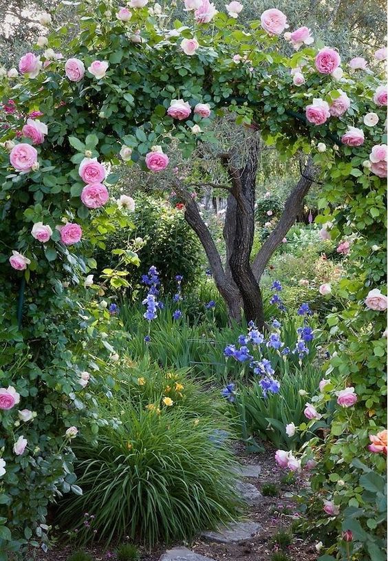 giardino in stile cottage rosa antica