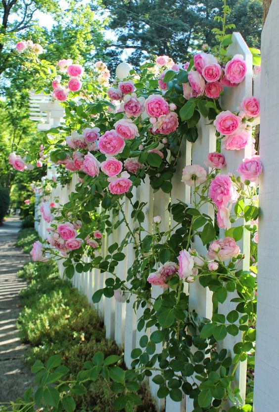 rose inglesi cottage