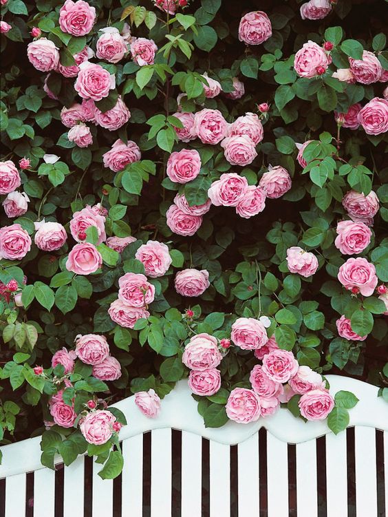 rose inglesi giardino