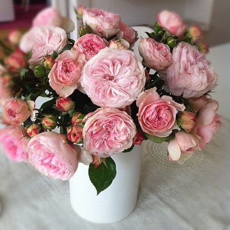 rose inglesi fiori