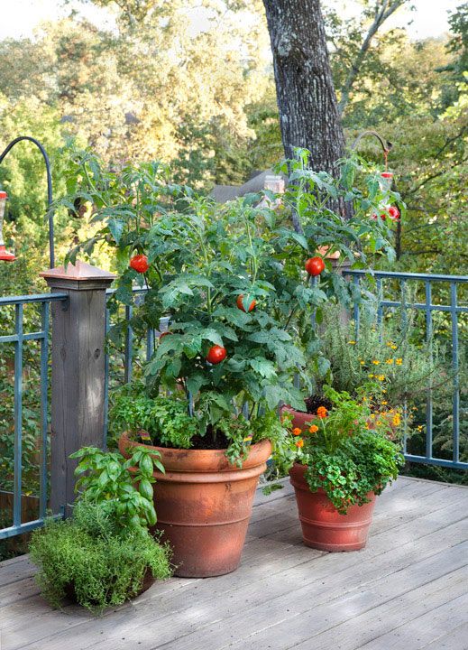 orto sul balcone pomodori