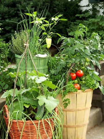 orto sul balcone peperoni