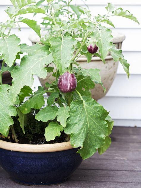 orto sul balcone melanzane