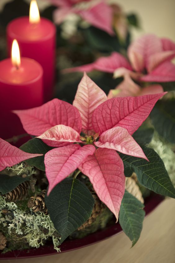 Foto Di Stella Natale.Stella Di Natale Idee Per Decorare Casa Con I Fiori La Figurina