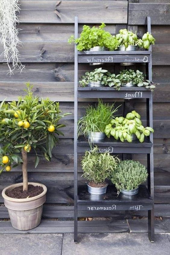 Quali fiori piantare sul balcone aromi