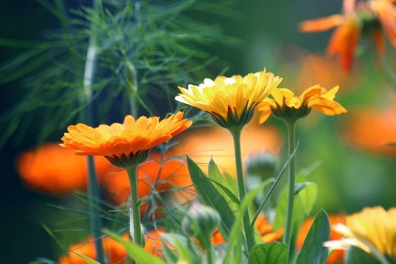 quali fiori piantare sul balcone calendula