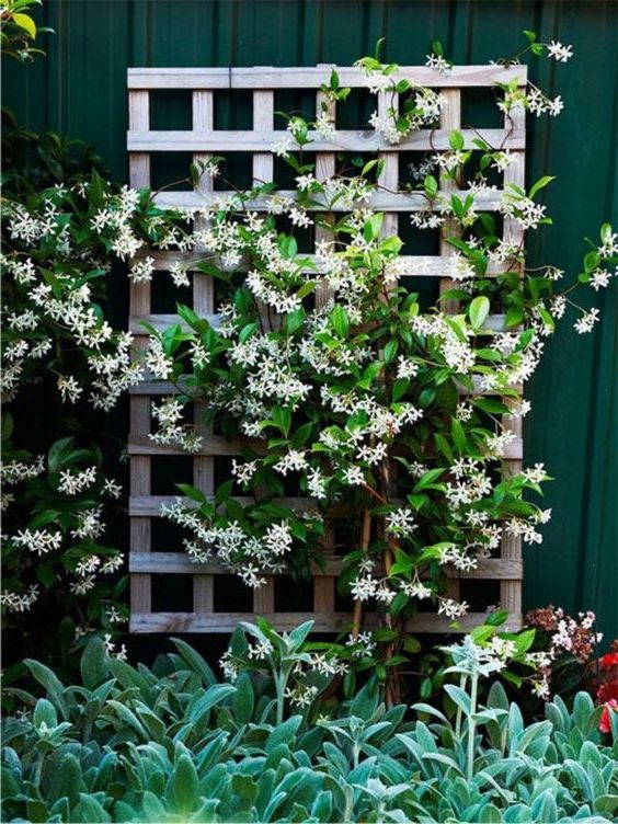 quali fiori piantare sul balcone gelsomino