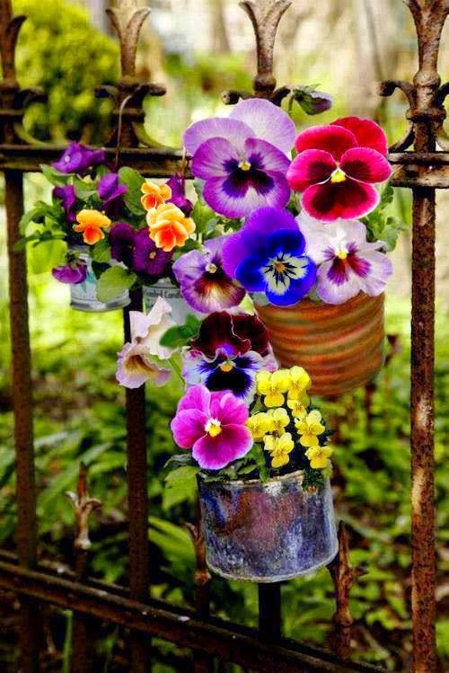 quali fiori piantare sul balcone viola