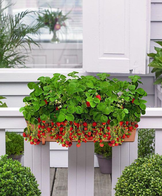 Quali fiori piantare sul balcone fragole