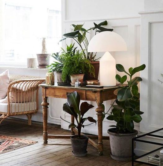 Le piante per interni purificano davvero l'aria in casa consigli