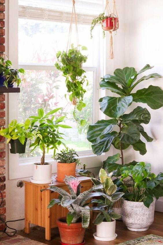 Le piante per interni purificano davvero l'aria in casa