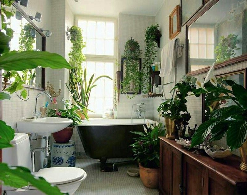 Le piante per interni purificano davvero l'aria in casa bagno