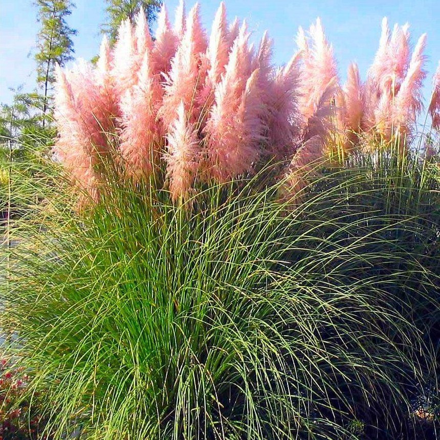 erba delle pampas rosa