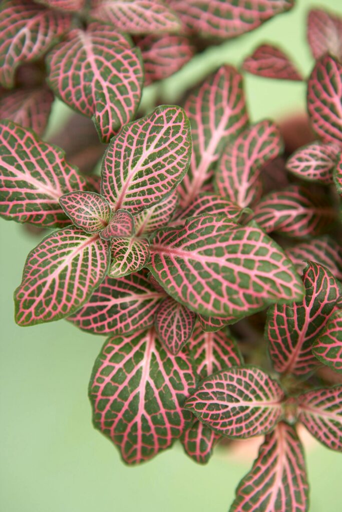 pink plant home decor