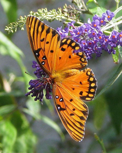 piante che attirano le farfalle 