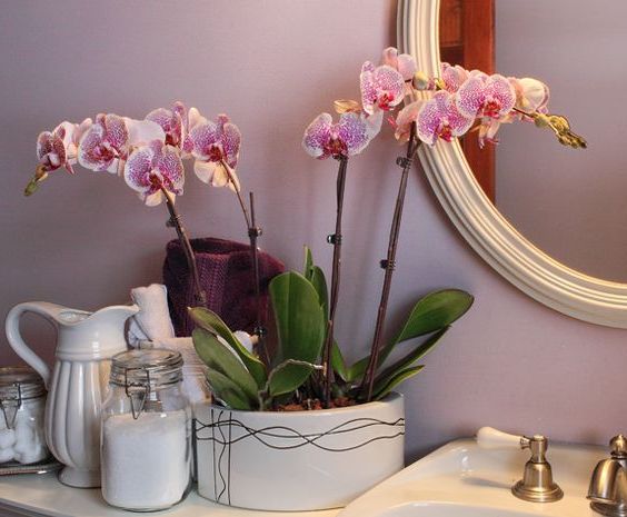 piante per arredare il bagno orchidea