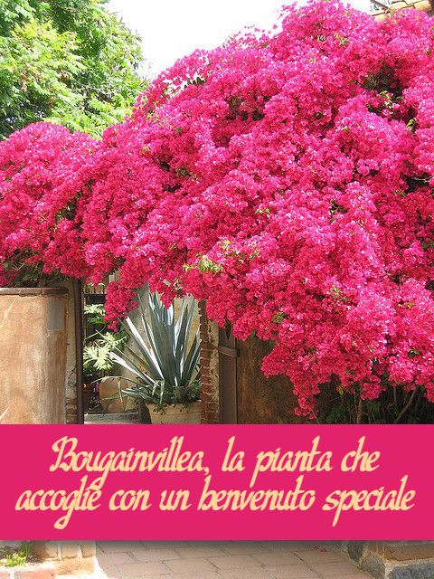 Bougainvillea