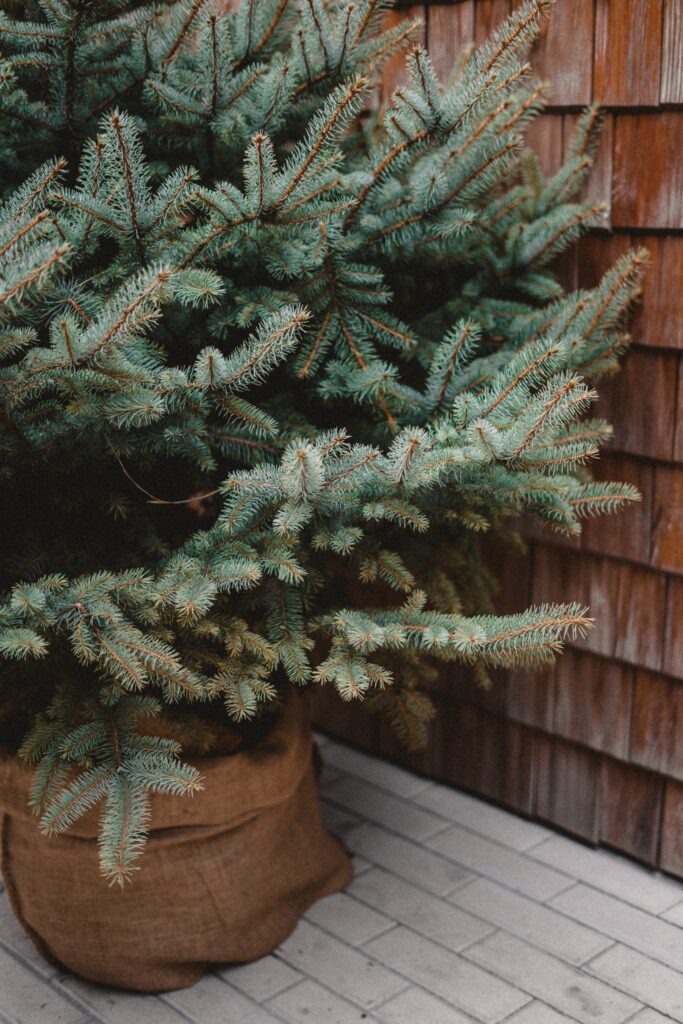 albero di natale in vaso