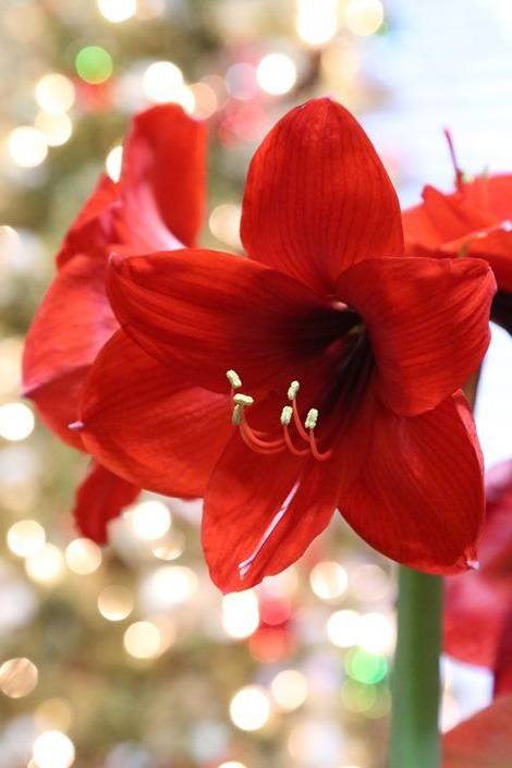 Amaryllis fiore natalizio